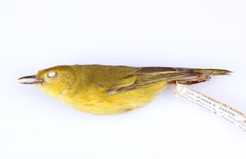 Media type: image;   Ornithology 324139 Description: Dendroica petechia;  Aspect: lateral